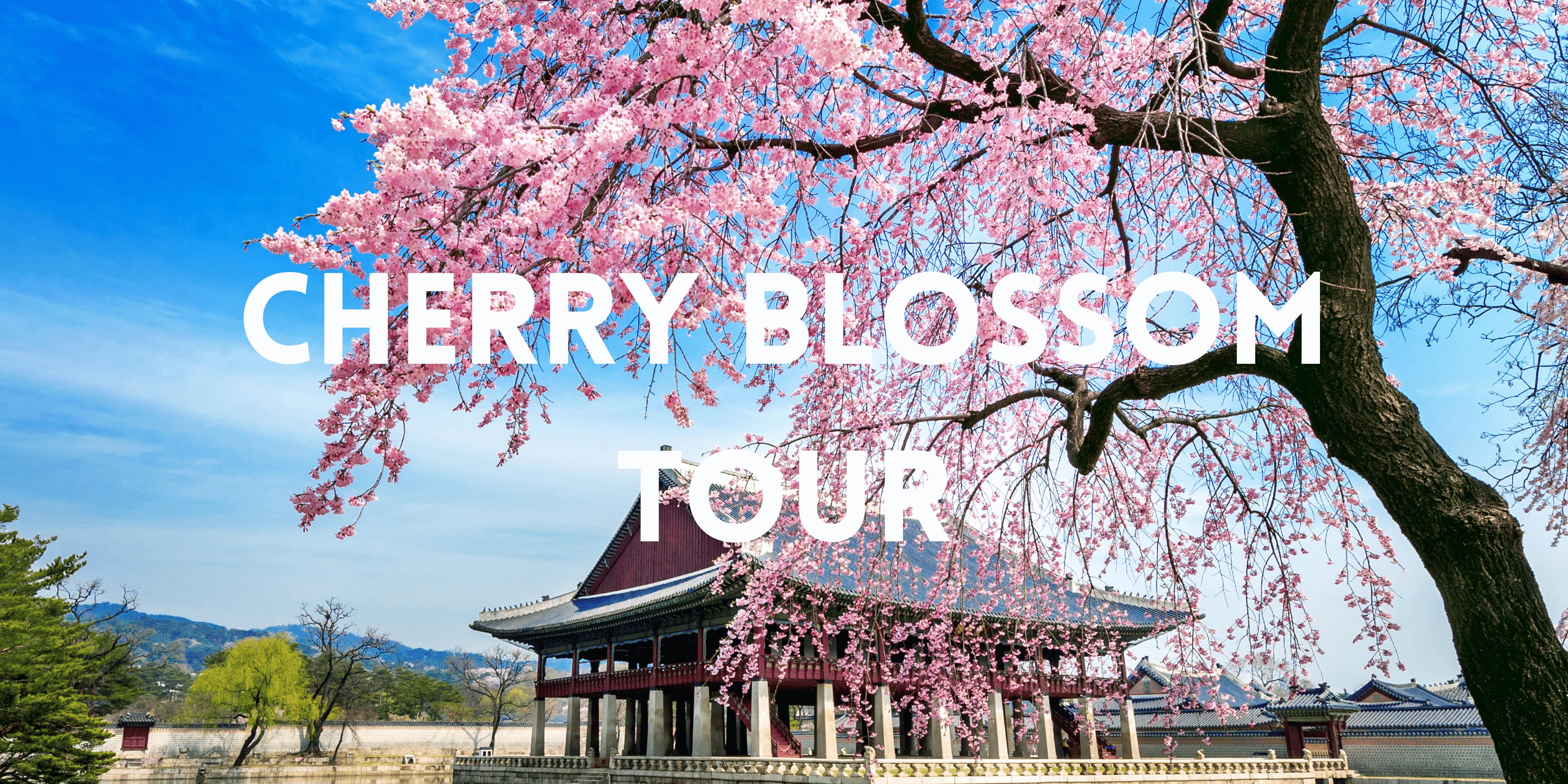 Cherry Blossom Tour